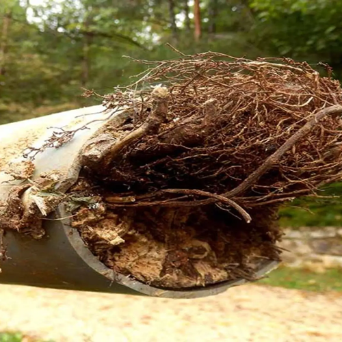 root-removal-with-hydro-jetting-bryanston